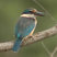 Sacred Kingfisher